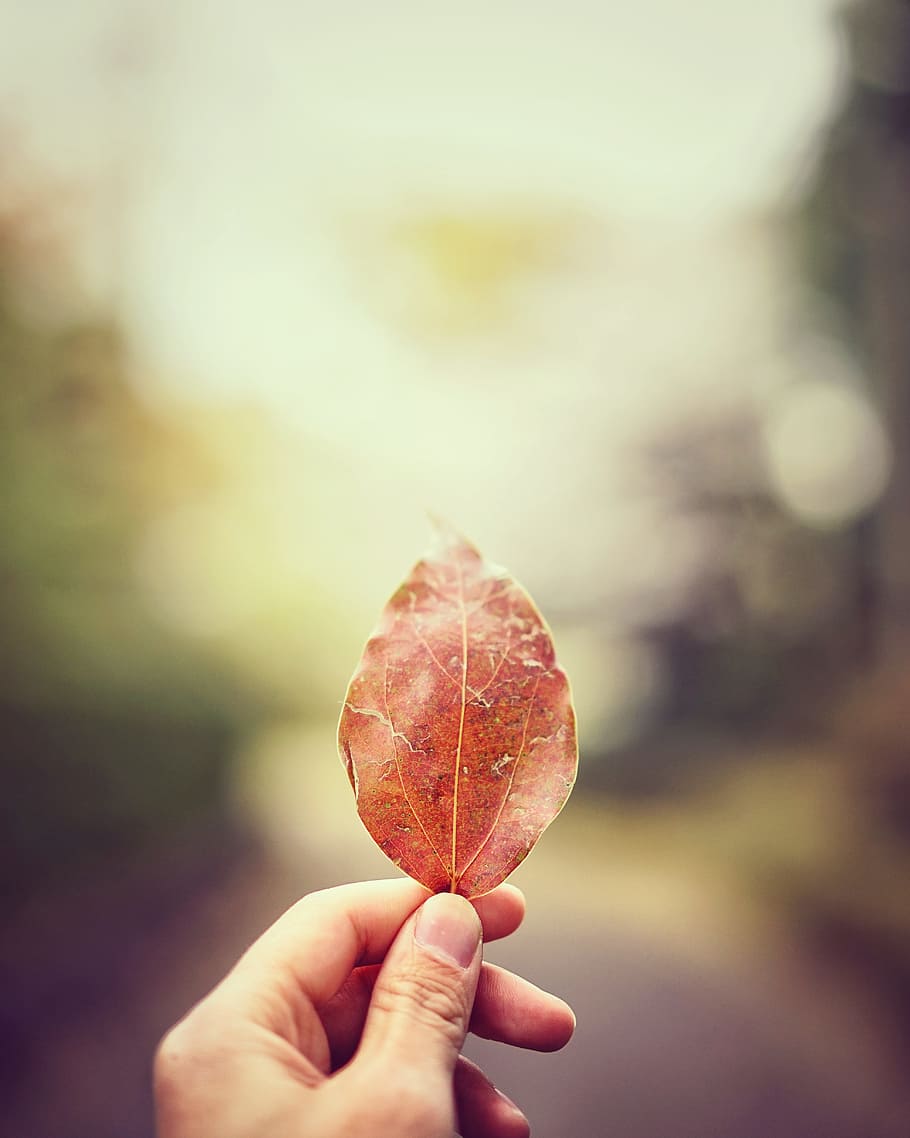 tilt shift lens photo of person holding dried leaf, brown dried leaf HD wallpaper