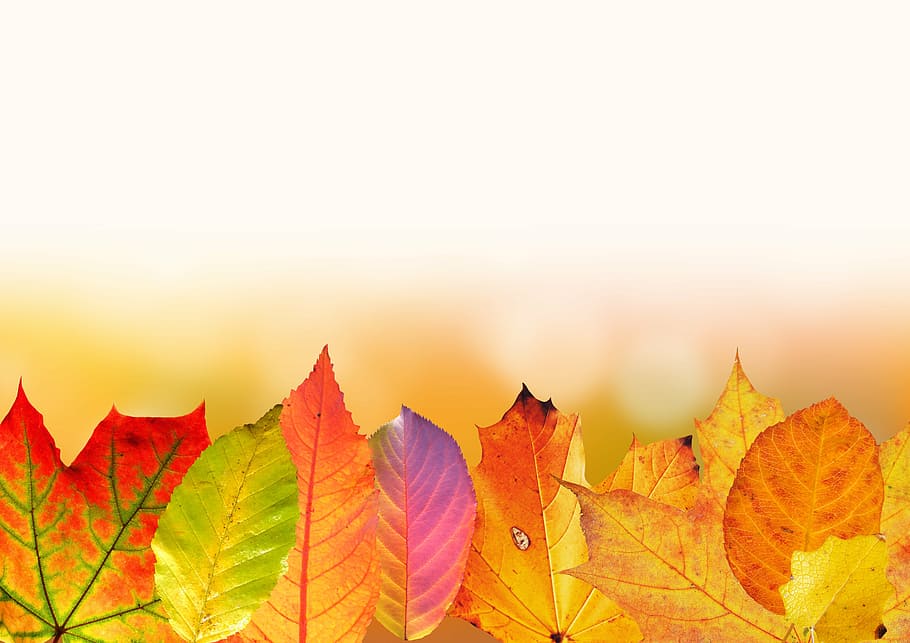 Colorful Fall Wallpapers on WallpaperDog