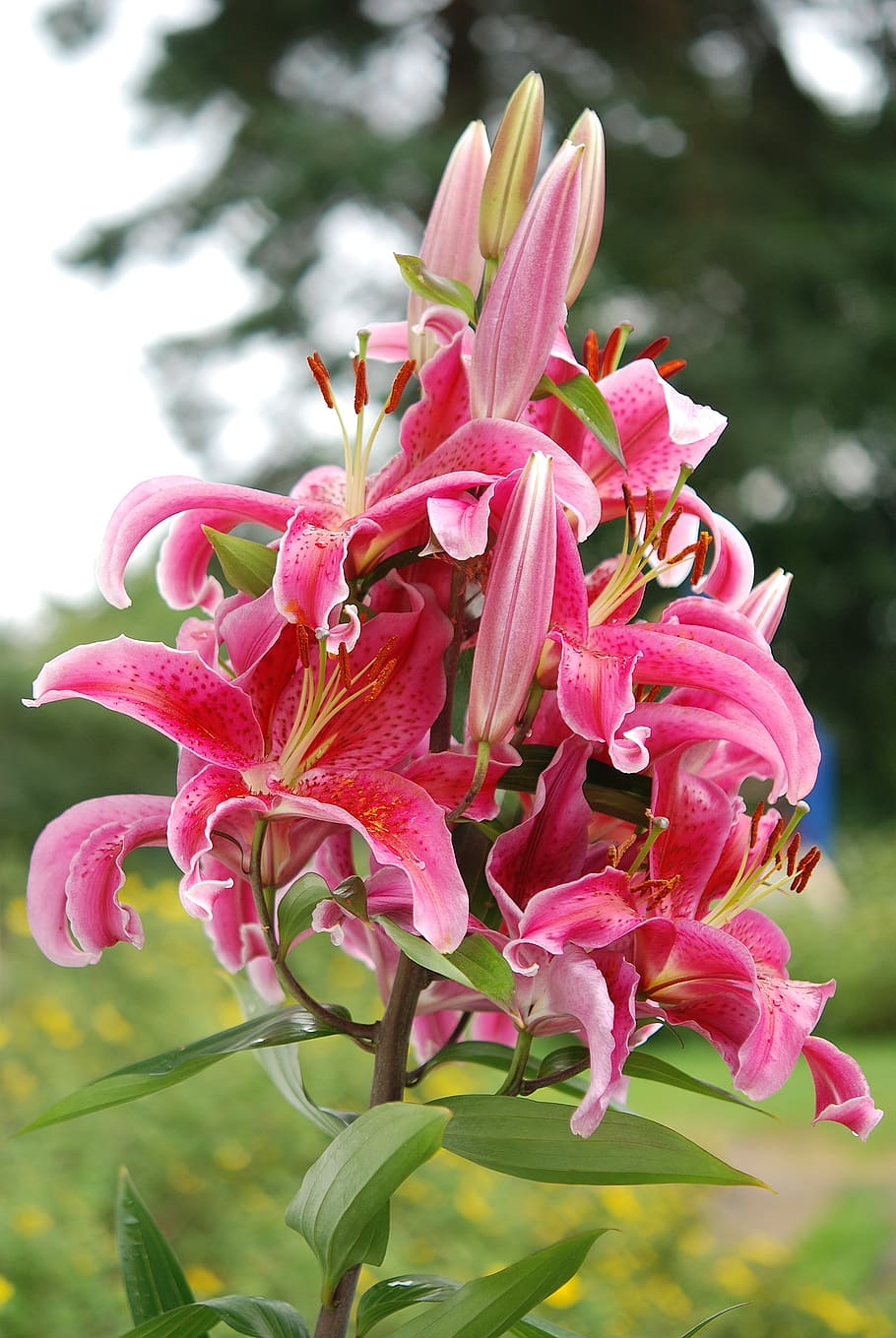 HD wallpaper: pink stargazer lilies in bloom close up photography, lily ...