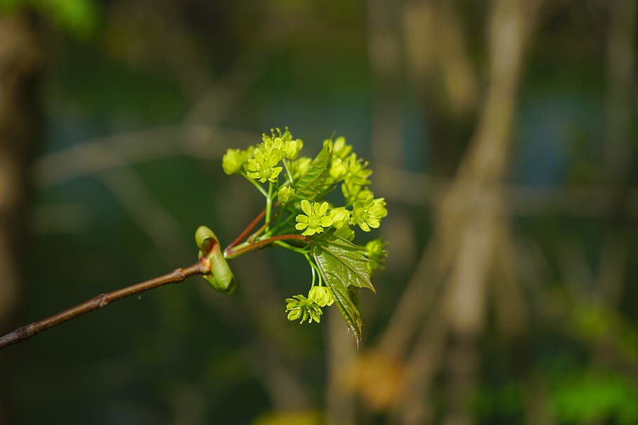 bud, maple branch, go up, frisch, young, growth, nature, live new HD wallpaper