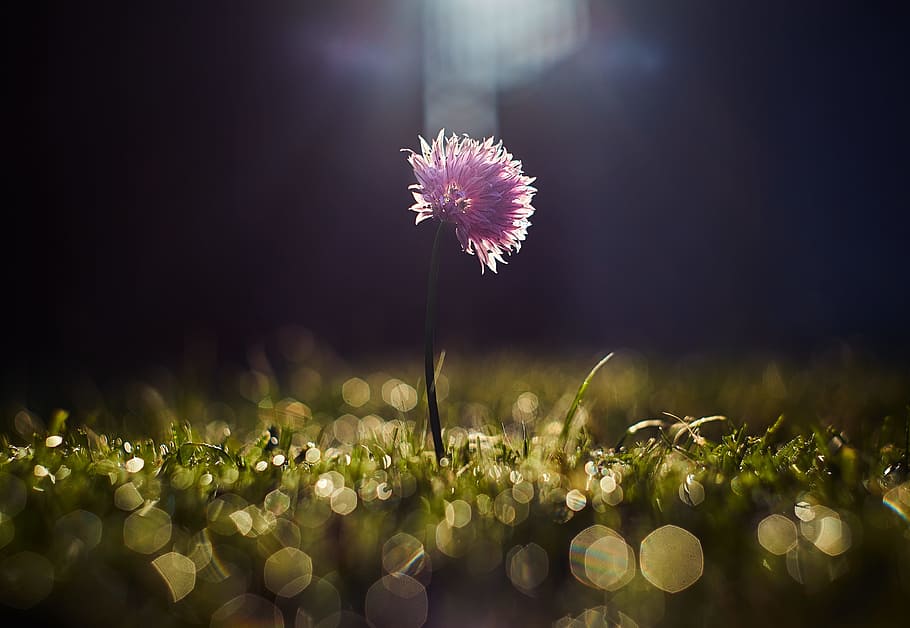 closeup photo of purple petaled flower, closeup photography of pink petaled flower HD wallpaper
