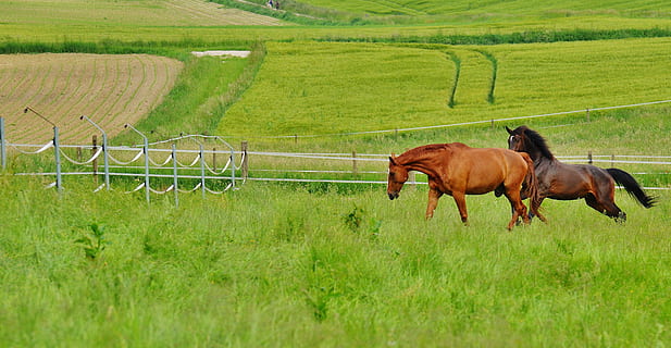 two brown horses on grassfield during daytime, for two, coupling HD wallpaper