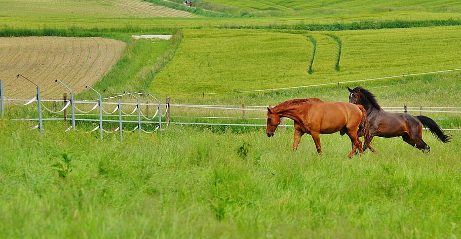 two brown horses on grassfield during daytime, for two, coupling HD wallpaper