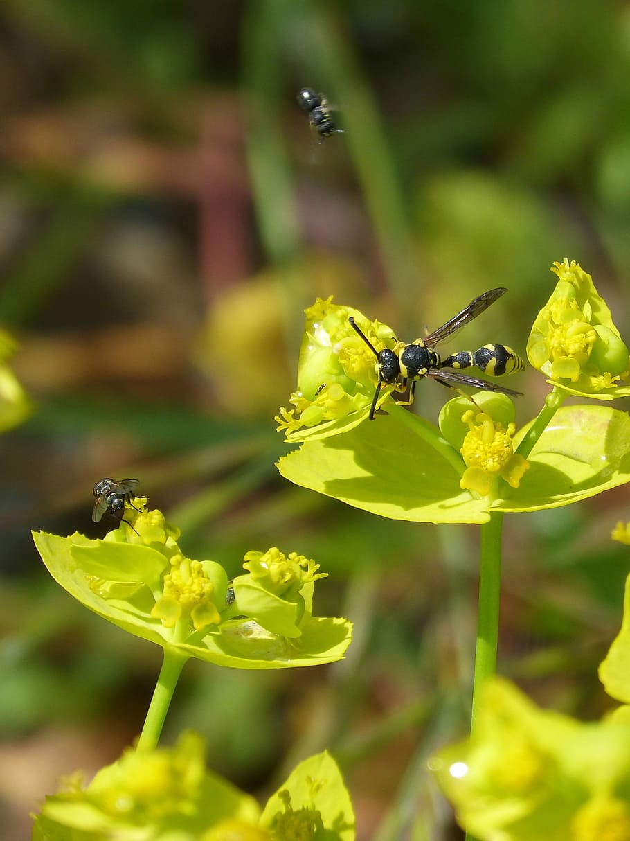 Insects, Spring, Wasp, Flower, animal themes, plant, nature HD wallpaper