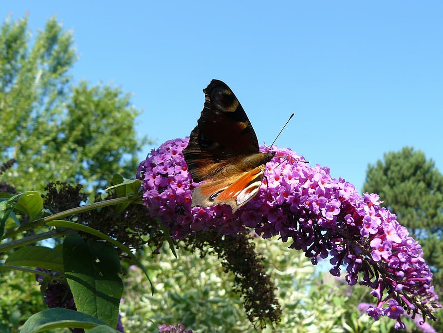peacock, butterfly, blossom, bloom, weather, nature, insect HD wallpaper