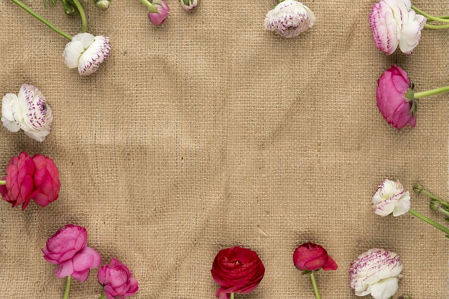 white and pink flowers on brown textile, white and pink rose lot on brown cloth, HD wallpaper