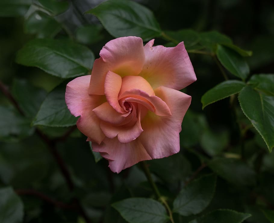 pink rose, flower, plant, leaf, garden, petal, floral, love HD wallpaper