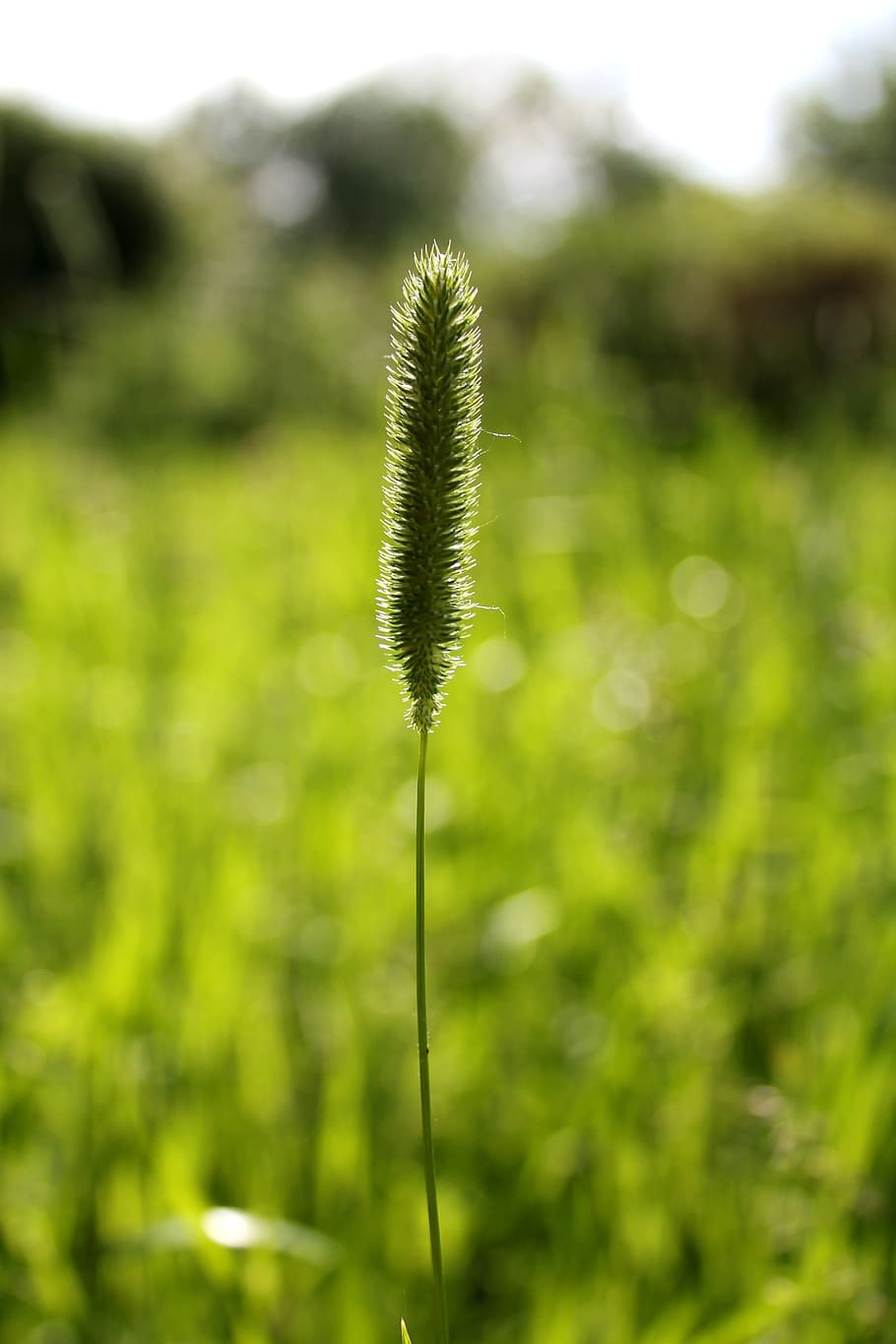 Grass, Glade, timothy, summer, growth, focus on foreground HD wallpaper