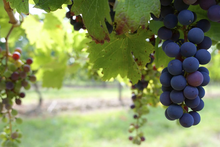 close up photo of grapes, farm, food, fruits, grapevine, macro, HD wallpaper