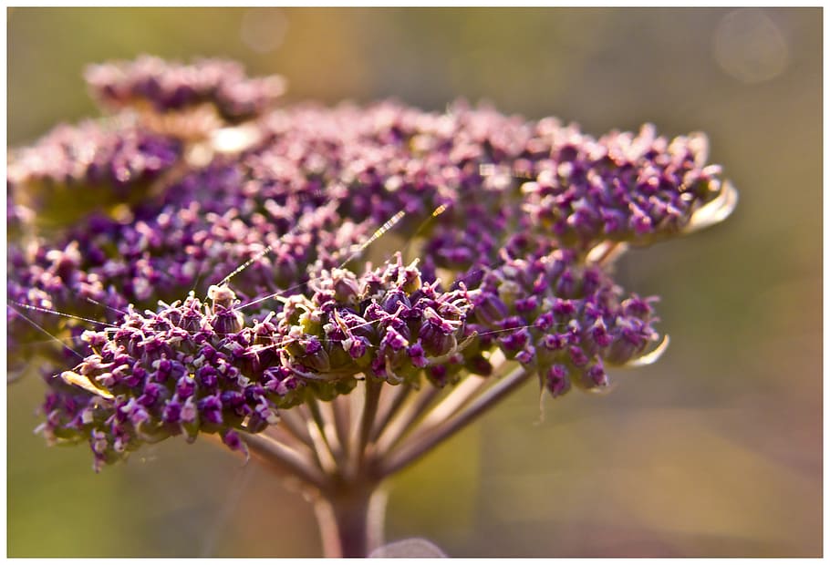 backlight, plant, flower, close, detail, macro, nature, green HD wallpaper