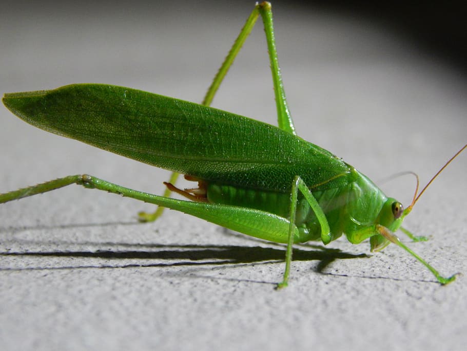 grasshopper, insect, bug, nature, green, macro, wild, animal themes HD wallpaper