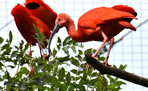 three red birds on tree branch, ibis, eudocimus ruber, scarlet ibis HD wallpaper