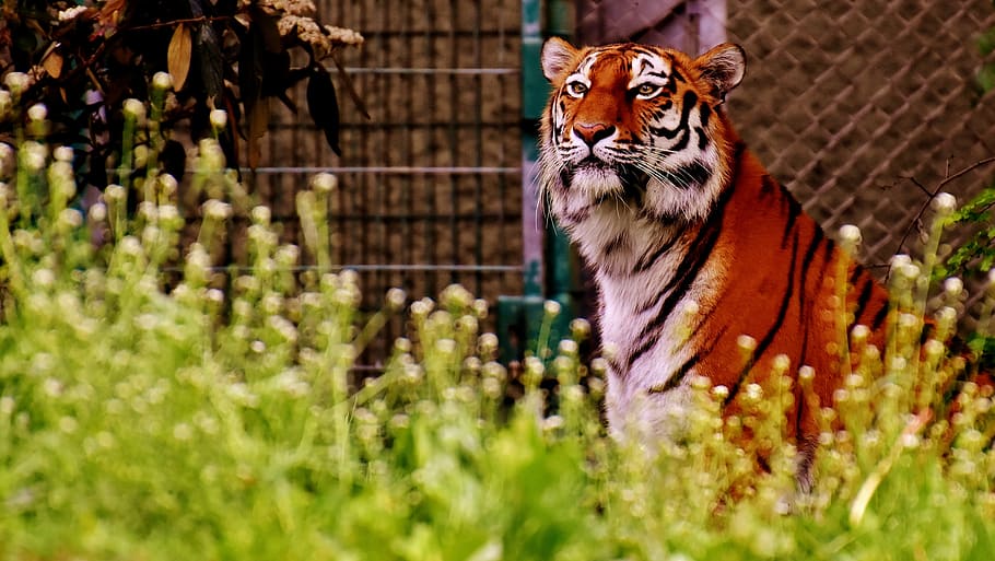 orange and white tiger, predator, fur, beautiful, dangerous HD wallpaper