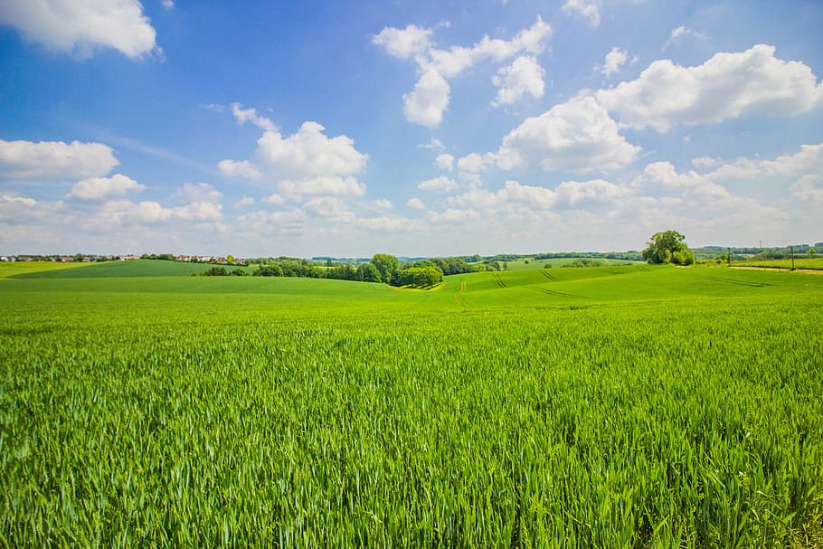 green grass field, summer, landscape, sky, clouds, fields, nature HD wallpaper
