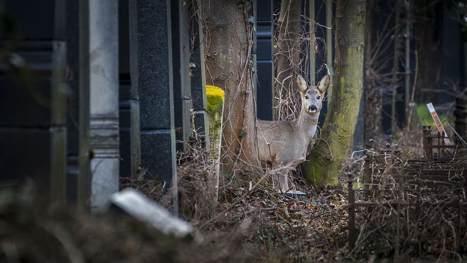Roe Deer, Cemetery, Nature, Wild, no people, day, outdoors HD wallpaper