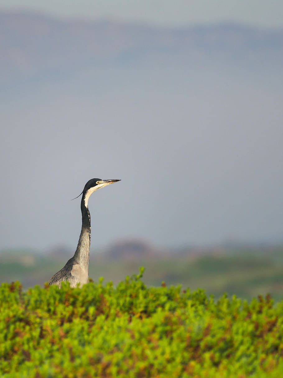 black-headed heron, bird, nature, animal, wildlife, white, blue HD wallpaper