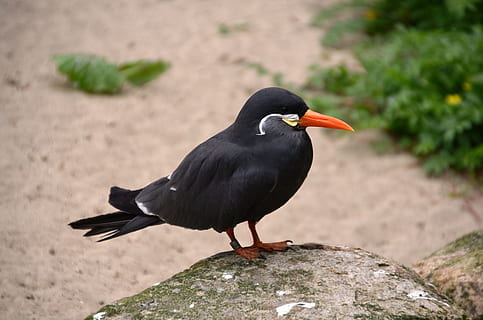 inca tern, larosterna inca, bird, animal, nature, animal themes HD wallpaper