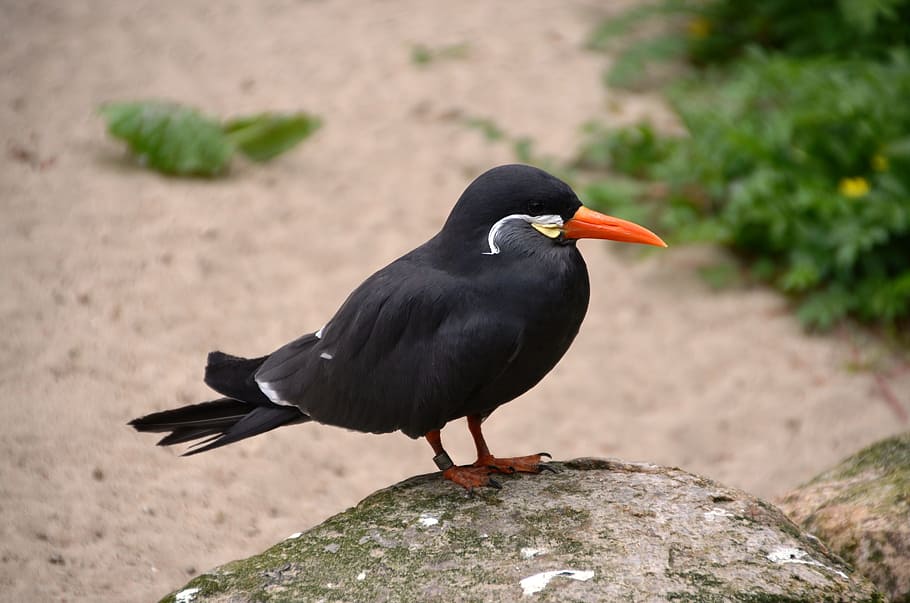 inca tern, larosterna inca, bird, animal, nature, animal themes HD wallpaper