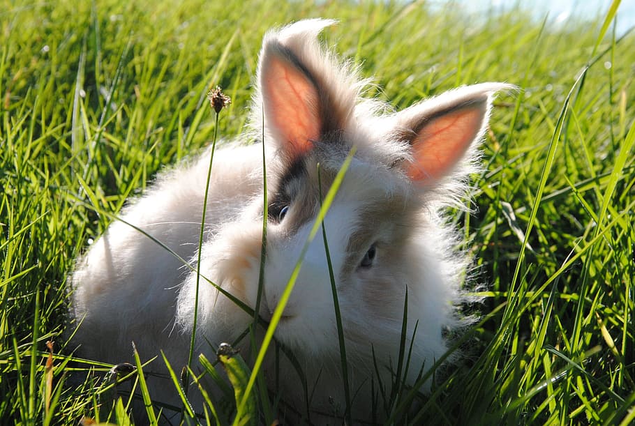 hare, animal, nature, cute, grass, funny, plant, one animal HD wallpaper