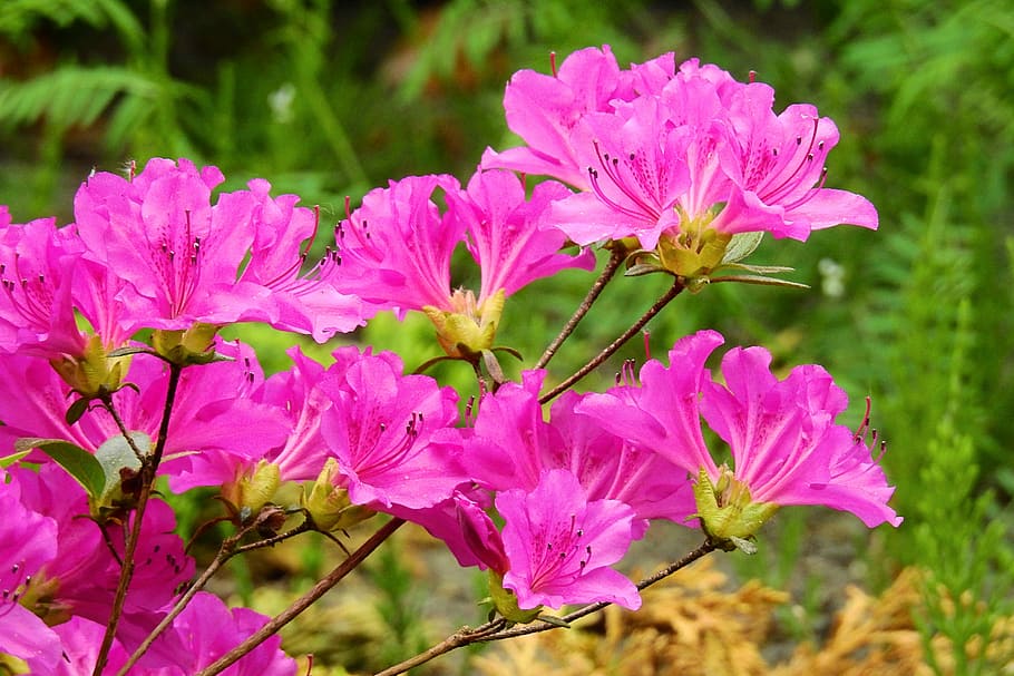 beautiful flowers, nature, spring, plant, flowering plant, fragility HD wallpaper