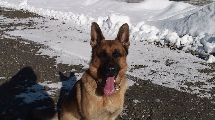 dog, sitting, animal, german Shepherd, pets, purebred Dog, snow HD wallpaper