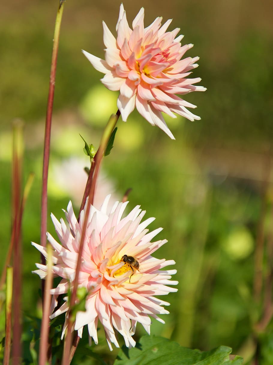 nature, plant, flower, pink, dahlia, summer, close-up, petal HD wallpaper