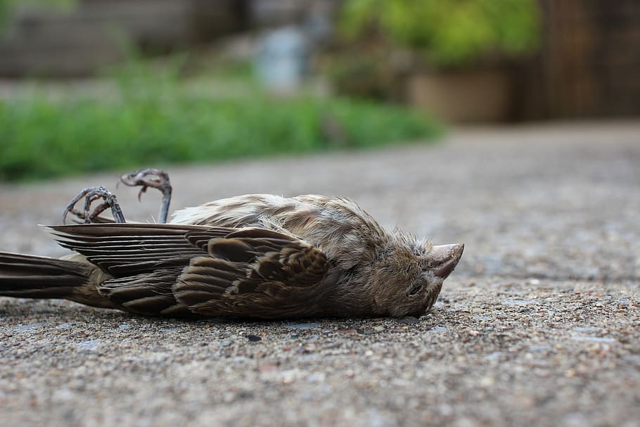 bird, dead bird, death, basket, animal themes, day, vertebrate HD wallpaper