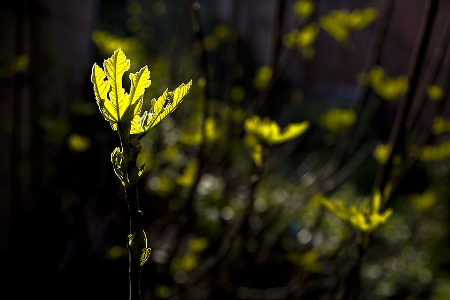 light, fig, leaves, garden, plant, sapling, çaycuma, turkey HD wallpaper