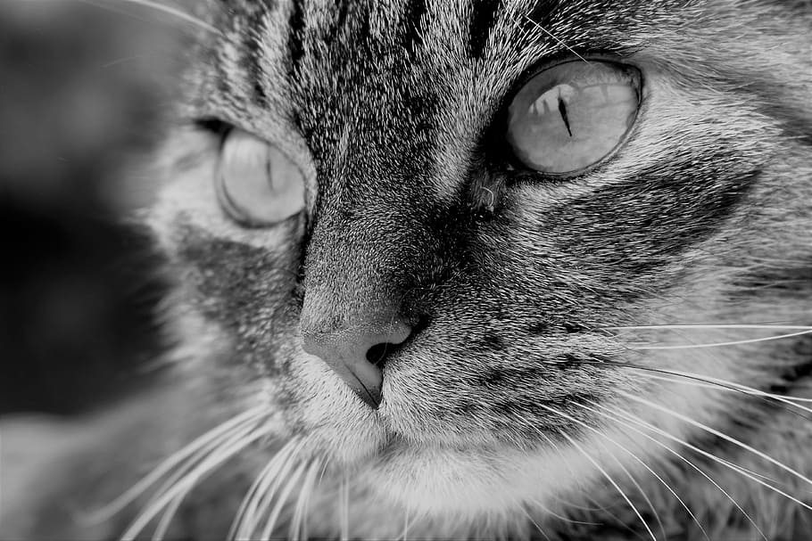 cat, pet, animal, tiger cat, domestic cat, cat's eyes, moustache HD wallpaper