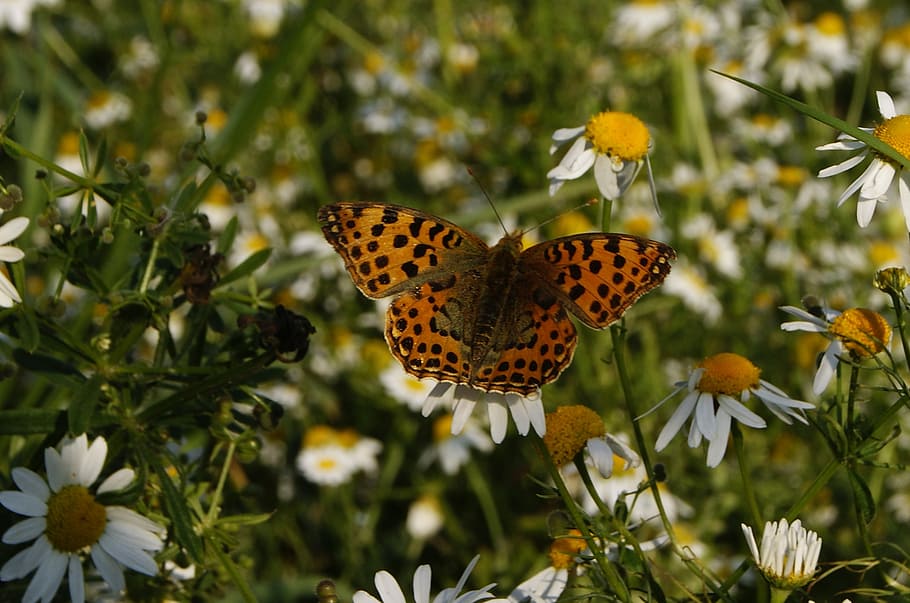 butterfly, nature, meadow, macro, insect, flower, animal themes HD wallpaper