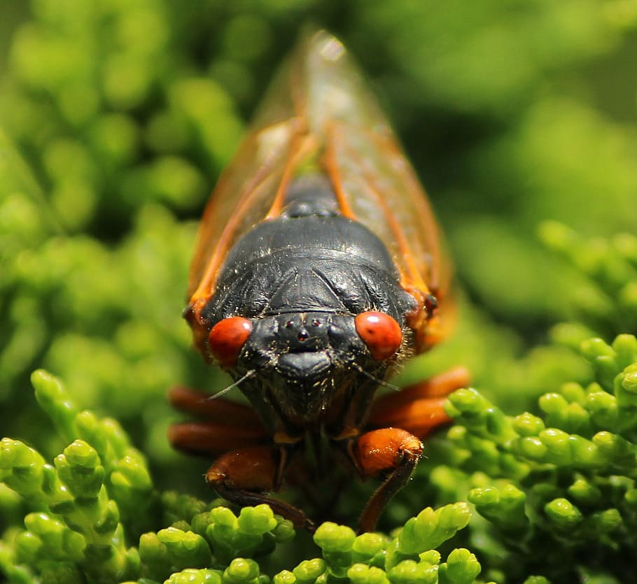 cicada, cicadoidea, insect, exoskeleton, molt, bugs, wildlife HD wallpaper