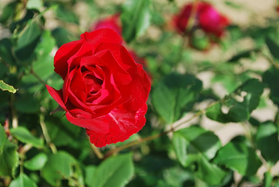 rose, summer, flower, beauty in nature, petal, flowering plant HD wallpaper
