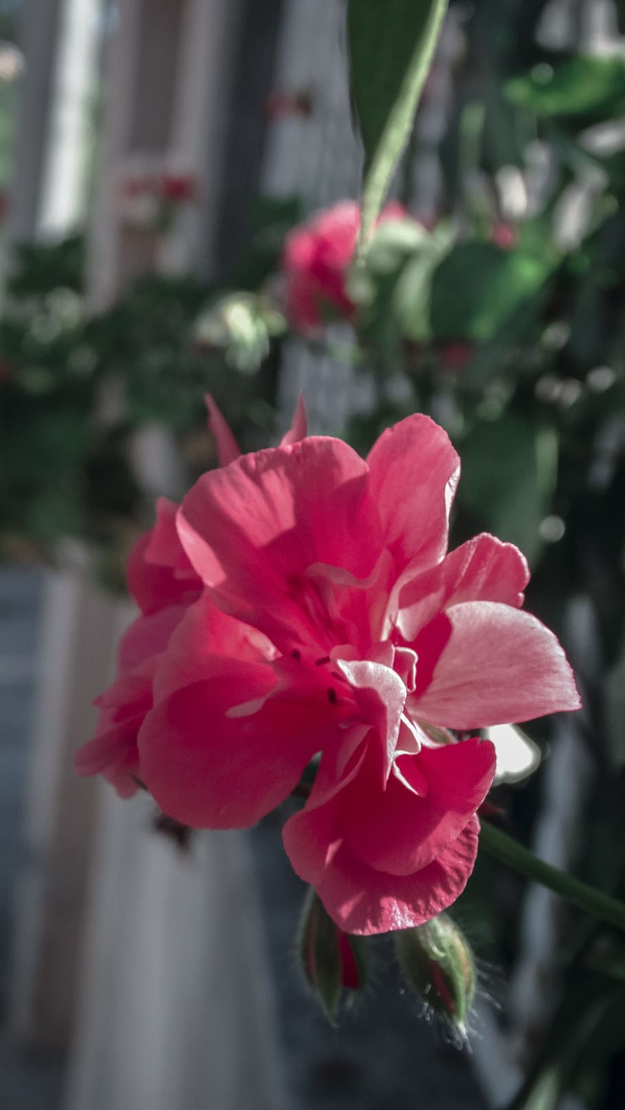red, flowers, pink flower, nature, roses, pink flowers, pink petals HD wallpaper
