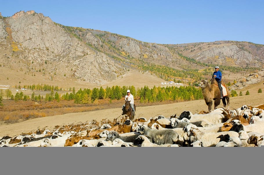 Mongolia, Landscape, Mountains, Sheep, sky, trees, men, horses HD wallpaper