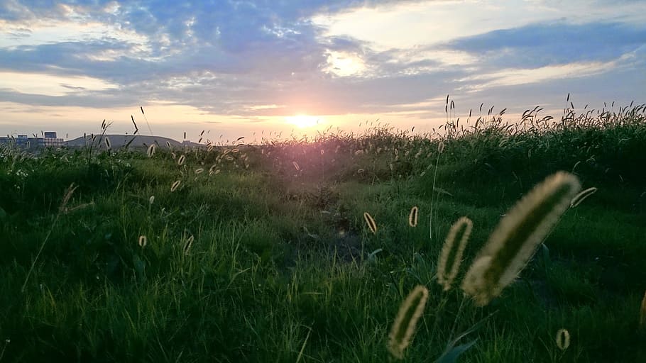 sunset, sky, light, plant, beauty in nature, field, cloud - sky HD wallpaper