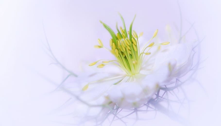 green flower bud in closeup phtography, plant, nature, floral HD wallpaper