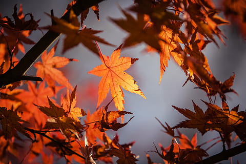 maple tree leaf lot, autumn leave, japan, nature, red, fall HD wallpaper