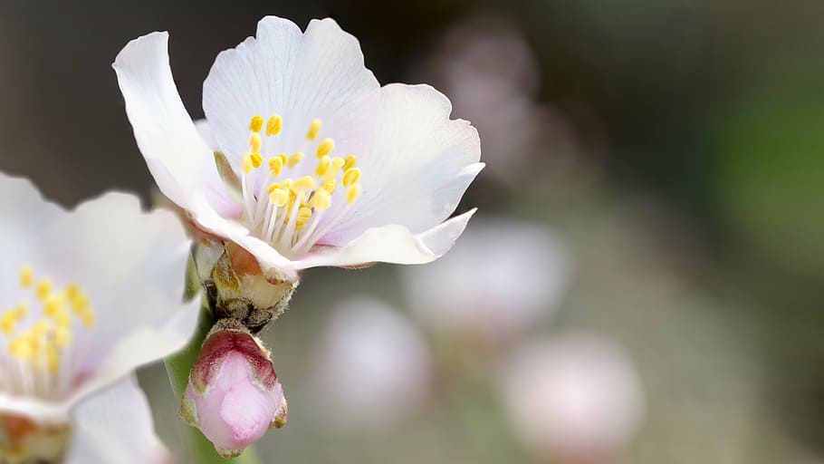 almond blossom, spring, photos, flower, flowering plant, freshness HD wallpaper