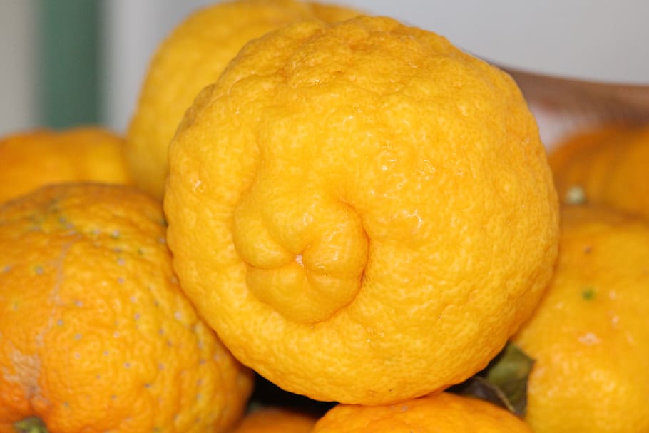 lemons, yellow, fruit, sour, vitamins, food and drink, close-up HD wallpaper