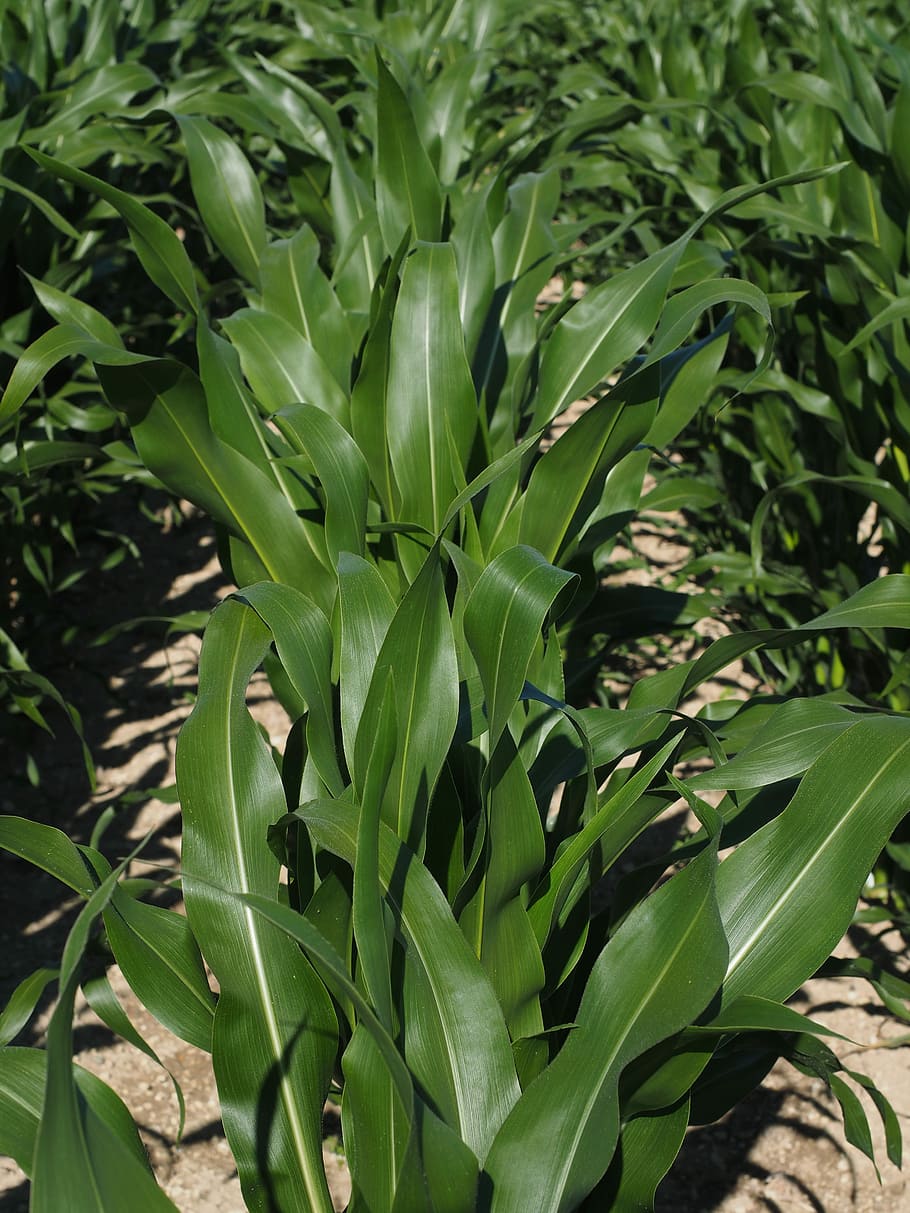 Cornfield, Cultivation, Agriculture, corn cultivation, corn leaves