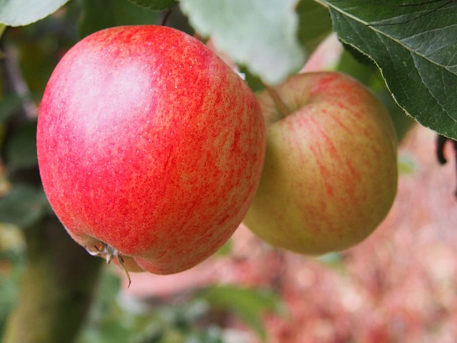apple, autumn, fruits, red, tree, health, garden, nature, food HD wallpaper