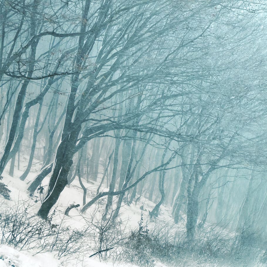 photo of trees during snow daytime, forest, winter, forest trees HD wallpaper