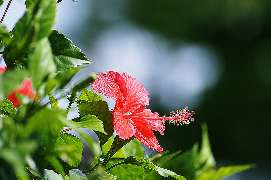 flowers, red, hibiscus, plant, nature, fresh flowers, leaf HD wallpaper