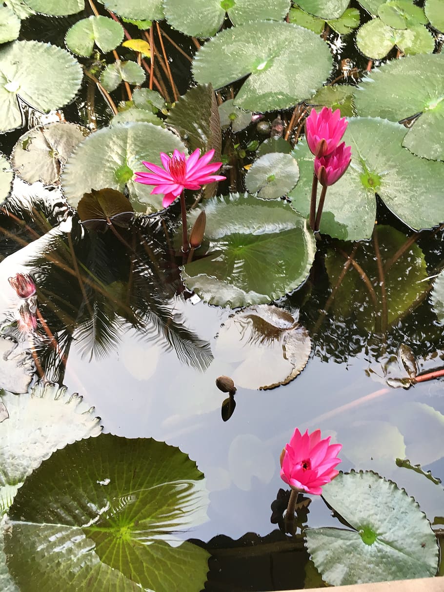 lotus, water, green leaf, flower, plant, beauty in nature, flowering plant HD wallpaper