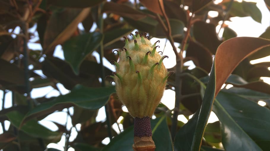nature, tree, magnolia, little gem, bud, plant, animal, animal themes HD wallpaper