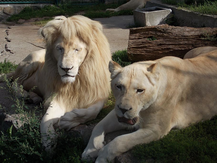 witte leeuw, leeuwin, dier, dierentuin, wild, mammal, animal themes HD wallpaper