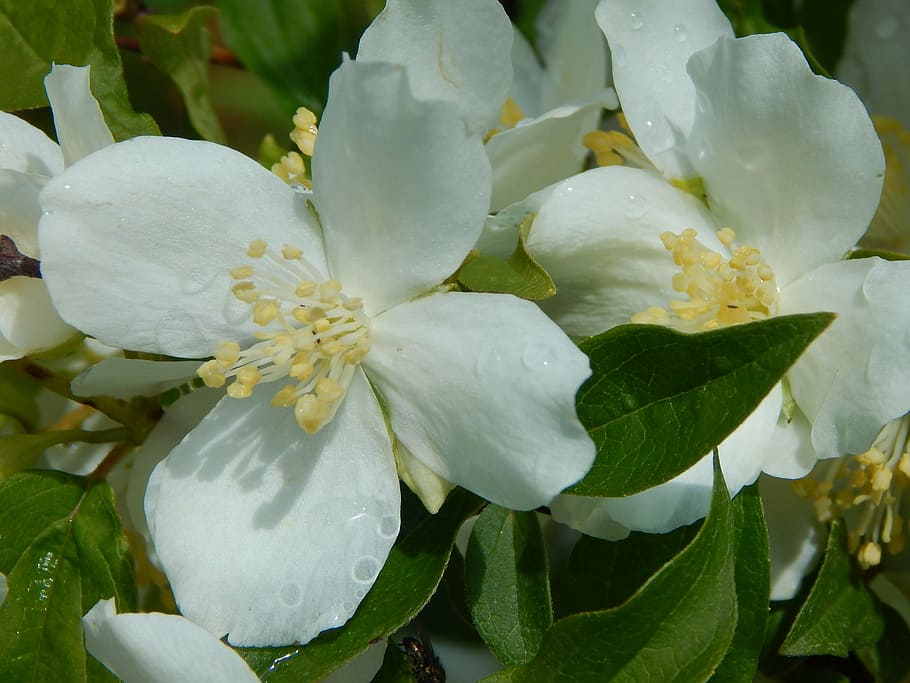 white, blossom, summer, flower, freshness, leaf, close-up, no people HD wallpaper