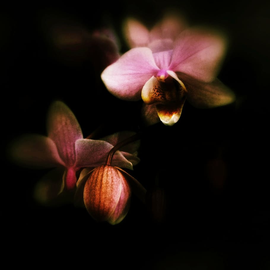flower, plant, pink, blossom, bloom, purple, freshness, flowering plant HD wallpaper