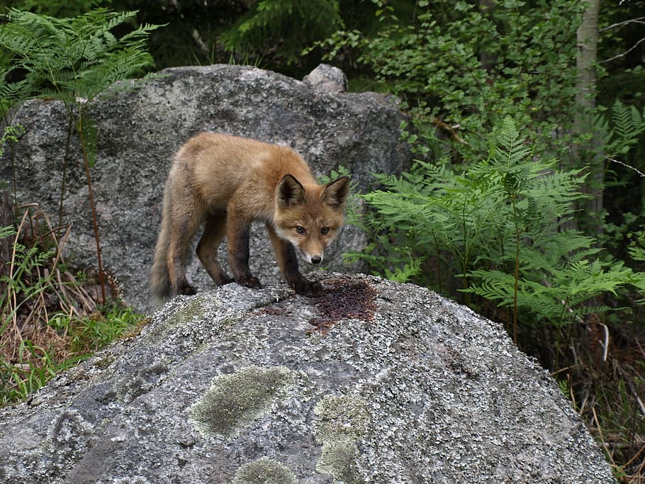 fox, kid, nature, animal, animal themes, rock, mammal, solid HD wallpaper