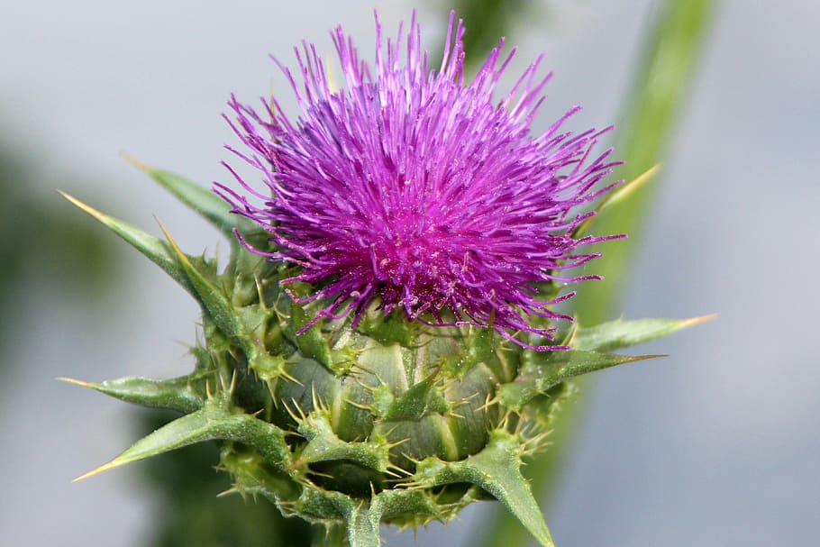 thistle, pointed flower, wild plant, summer, prickly, scratchy HD wallpaper